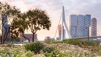 Erasmusbrug vanuit Ze Hielden Koers Park