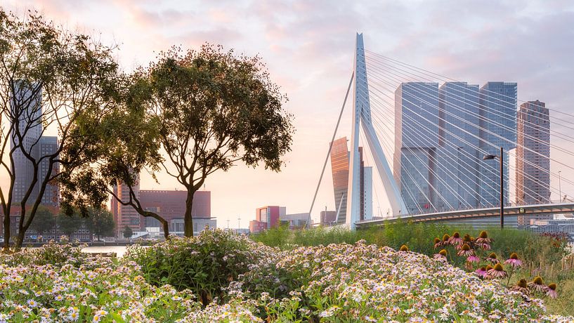 Erasmus Bridge from They Kept Heading Park by Prachtig Rotterdam