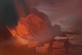 brightening by Yvette Bauwens