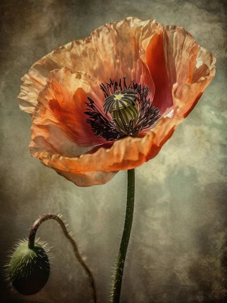 Poppy flower by Max Steinwald