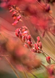 RED SPANGLES no1, Portrait