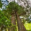 Küstenmammutbäume (Sequoia sempervirens) von Dirk Rüter