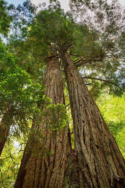 Küstenmammutbäume (Sequoia sempervirens) von Dirk Rüter