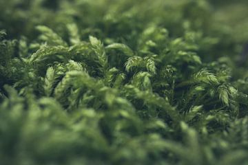 Moss close-up by ElkeS Fotografie