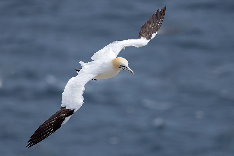 Gannet in flight by Menno Schaefer