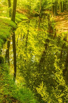 Ruisseau dans une forêt d'un vert éclatant au cours d'une matinée de printemps. sur Sjoerd van der Wal