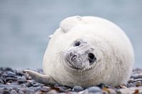 Zeehond op strand