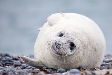 Zeehond op strand