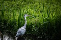 Reiher am Rande des Wassers