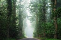 Foggy green 