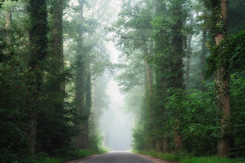 Mistig groen van Yen Do