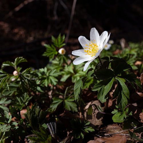 Bosanemoon - Anemone nemorosa in het vierkant