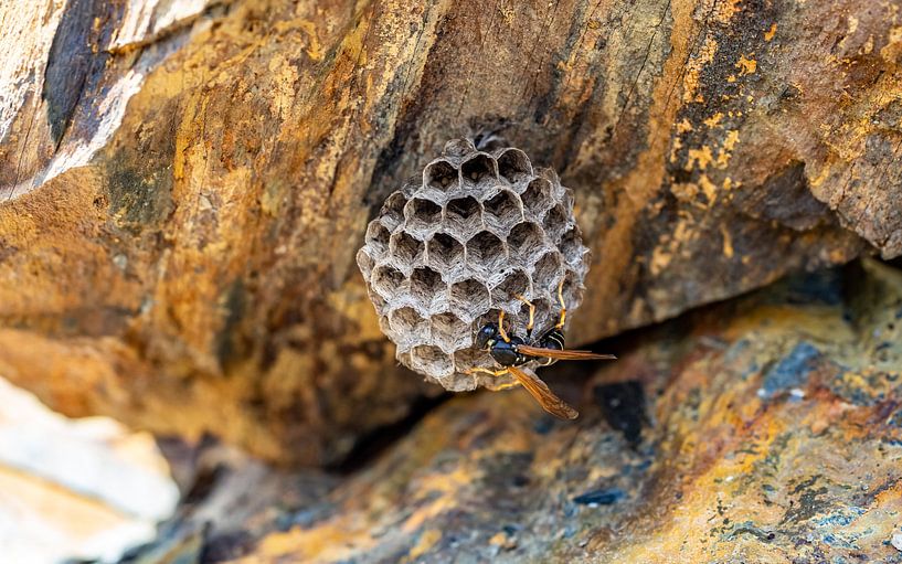 Wasp working on litter by Stijn Cleynhens