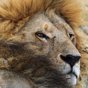 Portrait de lion sur Marco van Beek