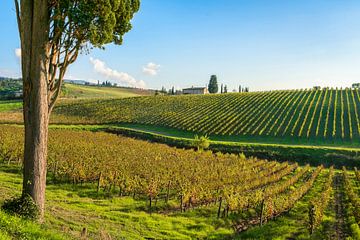 Cipres en Chianti wijngaarden, Toscane van Stefano Orazzini