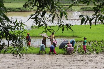 Vrouwen planten rijst van Cora Unk