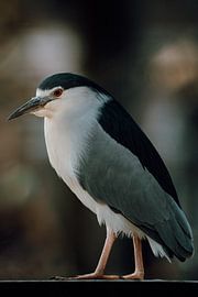 Mysteriöser Nachtreiher in der Dämmerung von Dave Adriaanse - Photography