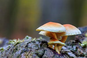 Groepje Zwavelkoppen op boomstam