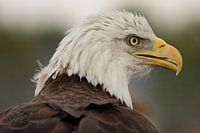 Pygargue à tête blanche (Haliaeetus leucocephalus)