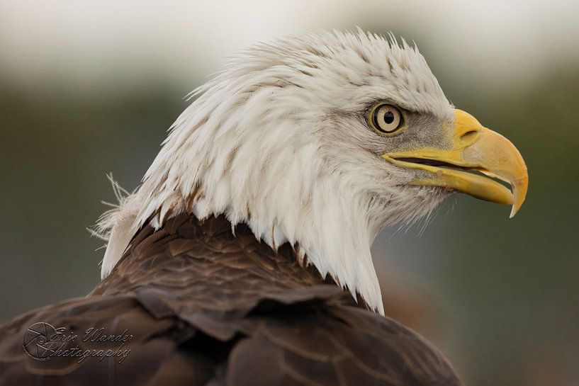 American Bald Eagle (Haliaeetus leucocephalus) by Eric Wander