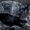 Black Raven in Church van Nicky`s Prints