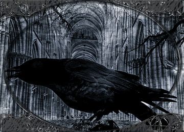 Black Raven in Church