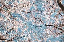 Cherry Blossom by Leonie Wagenaar