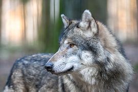 Loup sur Dennis Eckert