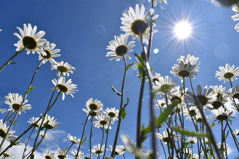 Ein Feld voller blühender Gänseblümchen von Claude Laprise