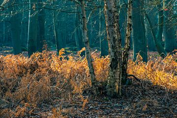 Coastal forest near Graal Mueritz, Germany van Rico Ködder