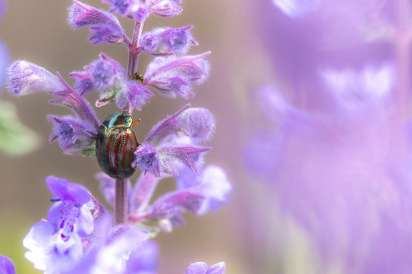 Rosmarin Goldfisch in lila von Antoine Deleij
