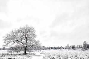 Winter in den Mooren von Sjoerd van der Wal Fotografie