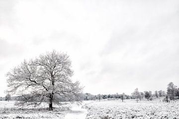 Winter on the moors by Sjoerd van der Wal Photography