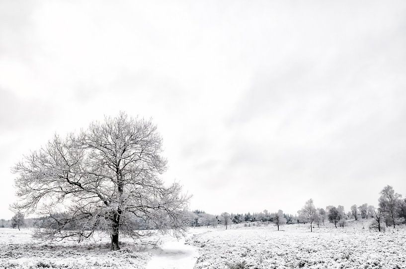 Winter op de Veluwe van Sjoerd van der Wal Fotografie