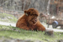 Scottish Highlander calf by Erik Van der Zwan