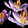 Gros plan sur des crocus au soleil sur Corinne Welp