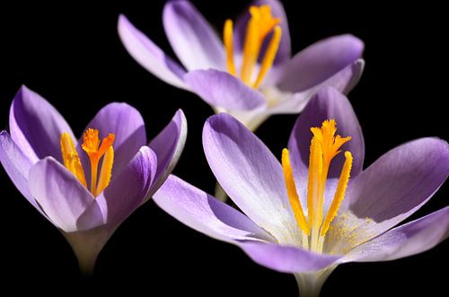 Close-up van krokussen in de zon