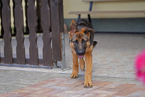 Schapenhond (puppy) loopt naar het hondenpark