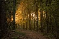 Ochtendlicht
