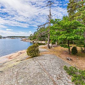 Côte de la mer Baltique avec rochers et arbres près d'Oskashamn en Suède sur Rico Ködder