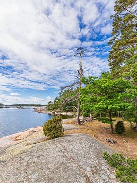 Côte de la mer Baltique avec rochers et arbres près d'Oskashamn en Suède