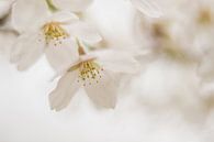 Bloesem van Rosalie Oosterom thumbnail