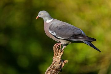 Wood Pigeon (Columba palumbus) by Dirk Rüter