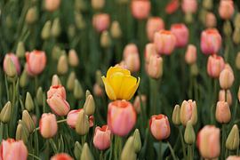 Tulp in het geel van Marjan Schmit Visser
