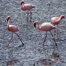 Amazing flamingo's van Erna Haarsma-Hoogterp