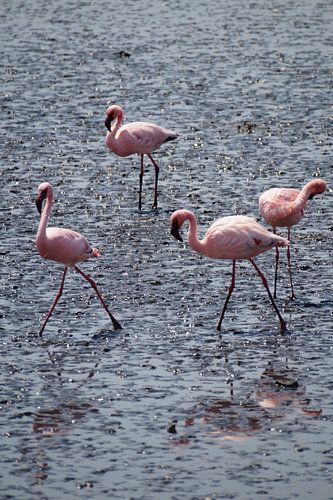 Amazing flamingo's