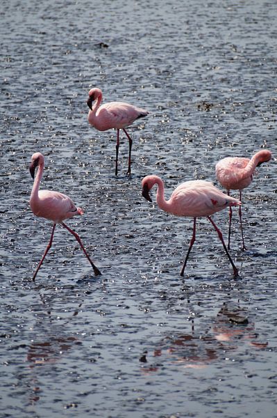 Amazing flamingo's by Erna Haarsma-Hoogterp