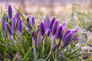 Crocuses in the frost, but they can handle it. by Els Oomis