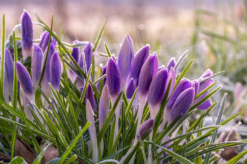 Krokusse im Frost, aber sie halten es aus. von Els Oomis