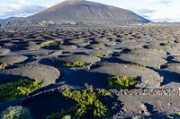 Wijnbouw in de regio La Geria op Lanzarote